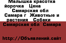 Малышка красотка йорочка › Цена ­ 20 000 - Самарская обл., Самара г. Животные и растения » Собаки   . Самарская обл.,Самара г.